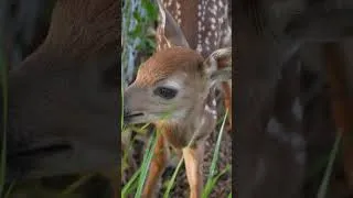 Thumbnail: Newborn Fawn Calling For Mom