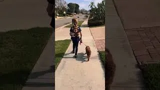 Thumbnail: Dog walk through the neighborhood