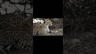 Thumbnail: Why Do Cheetah Cubs Stay So Close to Their Mother?