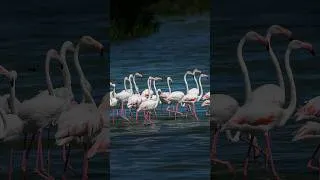 Thumbnail: Watch What Happens When Flamingos Move Together 🦩#Flamingos #Wildlife #Birds #Nature