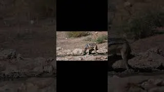 Thumbnail: Why do jackals drink so carefully? | Kalahari