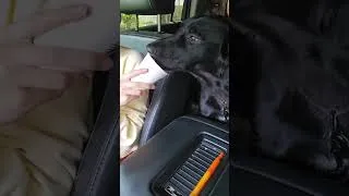 Thumbnail: 17 years in human years