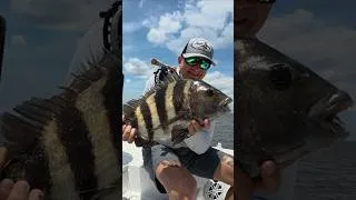 Thumbnail: Massive Sheepshead in Louisiana marsh