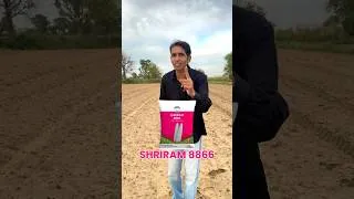 Thumbnail: बाजरा की पछेती वैरायटी सिर्फ़ 70 दिन में तैयार | Bajra ki kheti | Bajra ki top variety #ytshorts