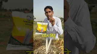 Thumbnail: डबल सिट्टे वाली बाजरा की सबसे टॉप वैरायटी | Bajra ki kheti | #desh_ki_jaan_hamare_kisan #ytshorts