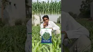 Thumbnail: दमदार भी रशदार भी पशुओं का न.1 ज्वार हरा चारा #desh_ki_jaan_hamare_kisan #ytshorts #jwarkitopvariety