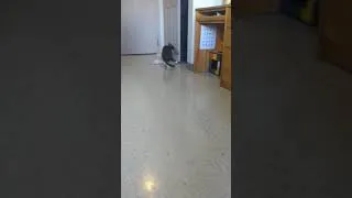 Thumbnail: My cat is a dog.