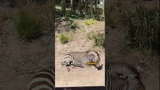 Thumbnail: Disney’s Animal Kingdom tip: Is morning really the best time for Kilimanjaro Safaris?