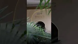 Thumbnail: DEWA at Emirati Women Forum 2026