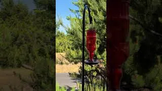 Thumbnail: One of our Hummingbirds