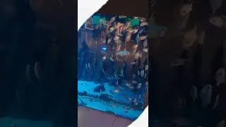 Thumbnail: Dubai Mall | Aquarium |Waterfalls
