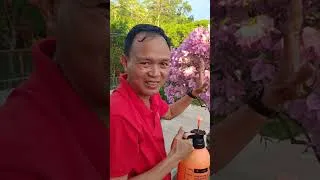 Thumbnail: Sekreto ng mabulaklak na bougainvillea. #bougainvillea #bougainvilleaflowers
