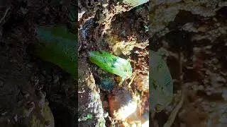 Thumbnail: Crystal hunting in forgotten mines: The ultimate guide。Rainbow Beach's Crystal Secrets