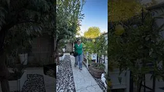 Thumbnail: 🍇 Harvesting Grapes & Figs from My Backyard Garden 🌿
