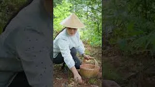 Thumbnail: 雨后的云南山里，野菜吸饱雨水，木耳和香蕈从枯木冒出。想看看这一口山野鲜味，记得观看本周视频【滇西小哥】#reelschallenge #food #cooking #dianxixiaoge#滇西小哥