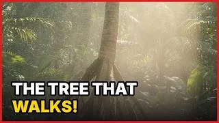 Thumbnail: The Tree That WALKS!