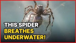 Thumbnail: This Spider Breathes Underwater!