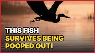 Thumbnail: This Fish Survives Being POOPED Out!