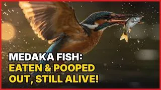 Thumbnail: Medaka Fish: Eaten & POOPED Out, Still Alive!