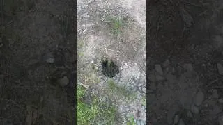 Thumbnail: Cave Diver's Curiosity