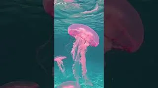Thumbnail: jelly fish video by nikki from my school