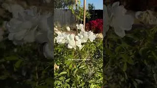 Thumbnail: A quick glimpse at my December garden 💗 #gardening