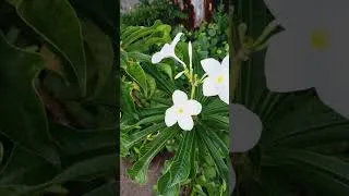 Thumbnail: How to care champa plant