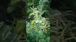 Thumbnail: Guava veriegated plant