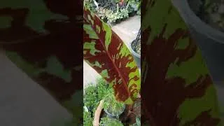 Thumbnail: Personalized Blood banana