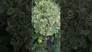 Thumbnail: Ficus triangularis veriegata leaf