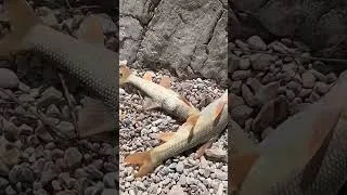 Thumbnail: Catching fish from the river by young nomads