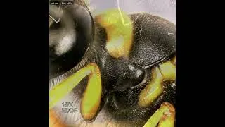 Thumbnail: Closer Inspection of a Mud Dauber (Sceliphron)