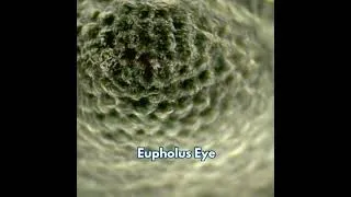 Thumbnail: Images taken with a High Magnification 8MP Dino-Lite
