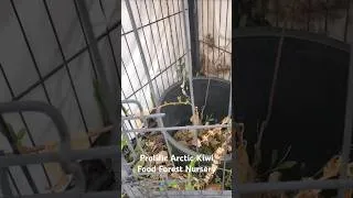 Thumbnail: Kiwi Growing In Idaho #foodforest #growfruit #idaho