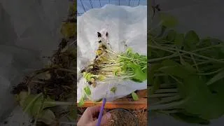 Thumbnail: Hotbed First Harvest Ending In April #wintergarden #garden #homestead
