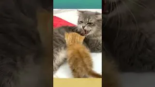 Thumbnail: Ginger Kitten Meets Her Foster Family - But Gets a Growl! 😿 #shorts #fosterkitten #kittenrescue