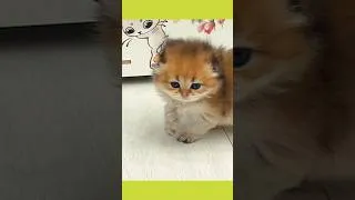 Thumbnail: Morning Exercise: Kitten Practices Climbing the Fence! #shorts #kitten #training