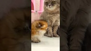 Thumbnail: The Kitten Didn’t Expect This Cat’s Reaction! 😾🐾 #shorts