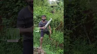 Thumbnail: Snake Gourd Harvesting 🐍
