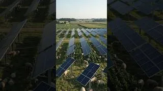 Thumbnail: This Farm Produces Food AND Solar Energy ⭐