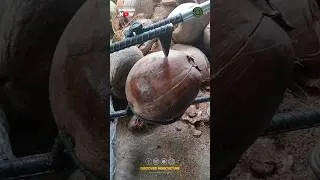 Thumbnail: Amazing Manual Coconut Dehusking Tool