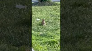 Thumbnail: Cute Bunny Enjoying a Meal on the Grass 🐰🌿