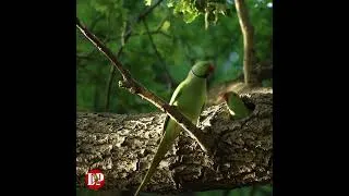 Thumbnail: Male Rose-ringed Parakeets Feeds His Chicks