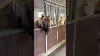 Thumbnail: Which one would you pick?! 😍🐴 #horse #equestrian #cute