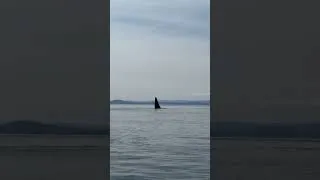 Thumbnail: Biggs Killer Whale (T49a1) San Juan Island