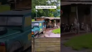 Thumbnail: Rainy day cuteness 🐐 #disneyparks #safari #disneyworld