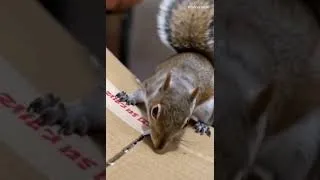 Thumbnail: My name is BAD SQUIRREL   BAD SQUIRREL ...