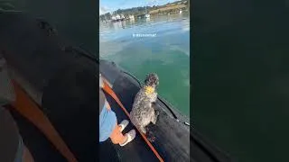 Thumbnail: Boat dog in his Cornish tartan