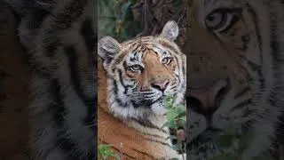 Thumbnail: Eye to Eye - Have you ever encountered a tiger in the wilderness #tiger #tigerspotted #wildlife