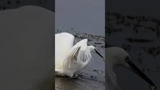 Thumbnail: Great egret fish hunting skills #wildlife #nature #birds